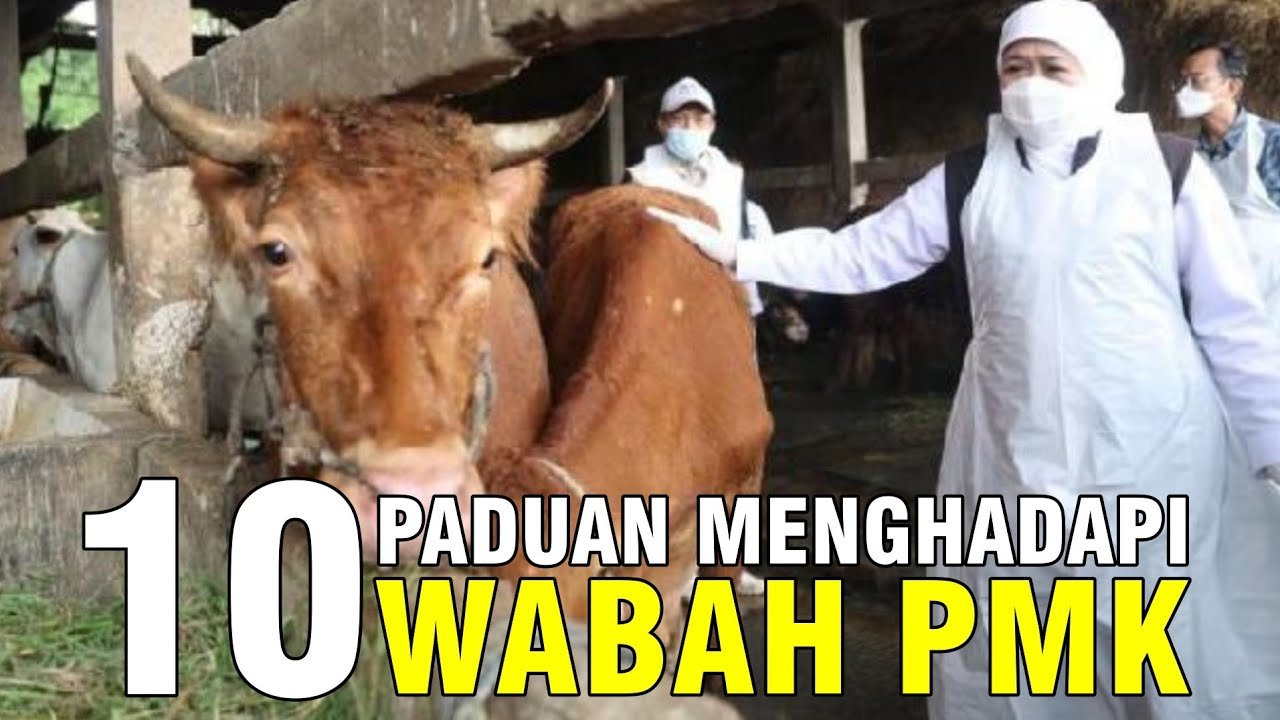 
                                 Menghadapi-Wabah-Virus-PMK-Penyakit-Mulut-Kuku-Sapi